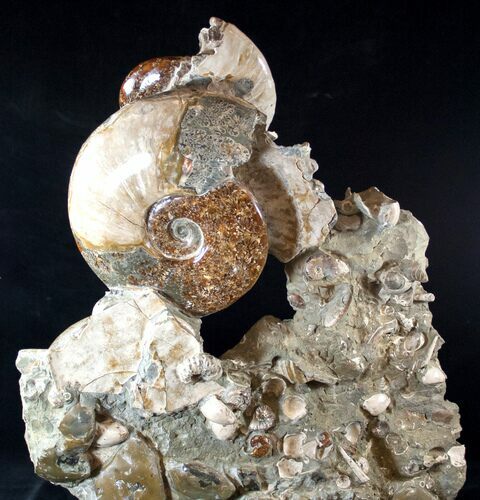 Stunning Tall Ammonite Cluster - #14553